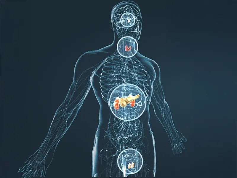 Illustration of a see-through human body with glowing organs on a dark blue background