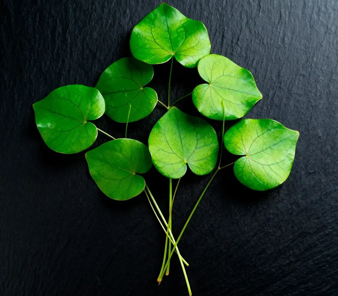 A spray of bright green heart-shaped leaves on long thin stems against a dark background