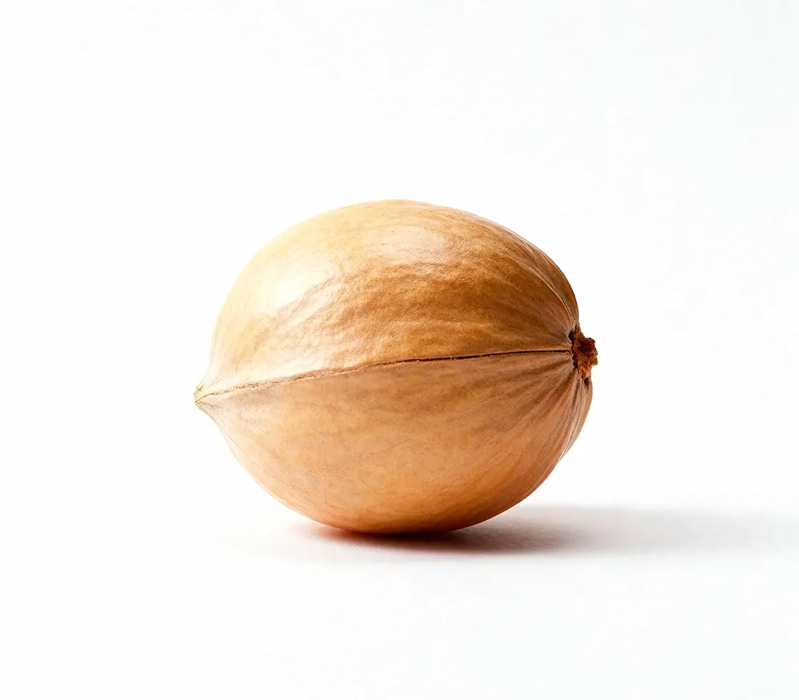 A single whole tan nut in its shell on a plain white background